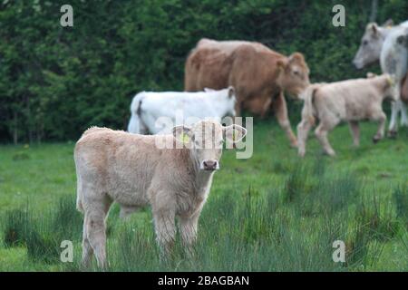 Allevamento in Irlanda, un vitello marrone chiaro in un campo verde con altri vitelli e mucche sullo sfondo. Foto Stock