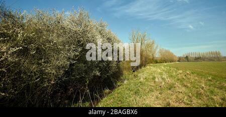 Alberi primaverili in fiore nel paesaggio del Kent, Inghilterra, Europa Foto Stock