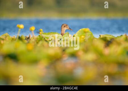 Gadwall (Mareca strepera) nuoto sull'acqua. Nemunas Delta. Lituania. Foto Stock