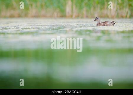 Gadwall (Mareca strepera) nuoto sull'acqua. Nemunas Delta. Lituania. Foto Stock