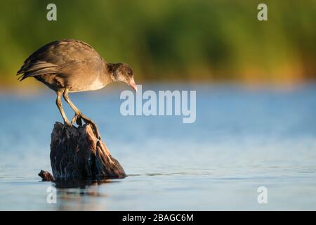 Coot comune (Fulica atra) giovani arroccati su un moncone circondato da acqua. Nemunas Delta. Lituania. Foto Stock