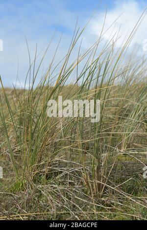 Maram Grass in giornata di sole con cielo blu e nuvole bianche, Jersey, Isole del canale. Foto Stock