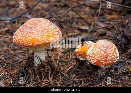bella volare agarics nella foresta d'autunno Foto Stock