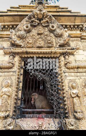 Scimmie sacre in uno Stupa al tempio delle scimmie di Swayambhunath - Kathmandu, Nepal - un sito dichiarato dall'UNESCO patrimonio dell'umanità Foto Stock
