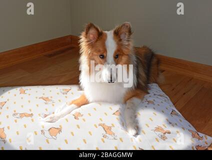 Un Shetland Shepdog (sheltie) che si posa su un cuscino in un luogo soleggiato. Foto Stock