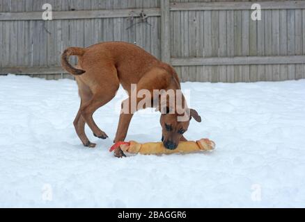 Giovane buca bull cucciolo giocare fuori nella neve con un grosso osso di rawhide. Foto Stock