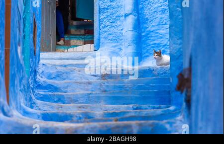 Gatto sedersi sulle scale nella città di Chefchaouen, Marocco. Con messa a fuoco selettiva Foto Stock