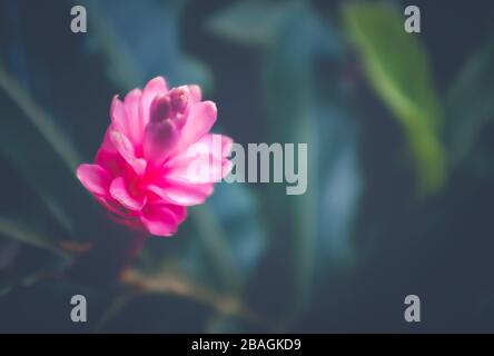 Un bel fiore rosa della zenzero in una giungla in Hawaii, con fuoco poco profondo e spazio della copia Foto Stock