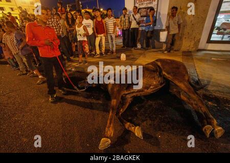 Protesta e celebrazione dopo l'inizio della fiera del bestiame tenutasi nella popolare cittadina di Hermosillo nello stato di sonora. La parata che si tiene nelle strade della città presenta animali e regine di bellezza. Foto Stock