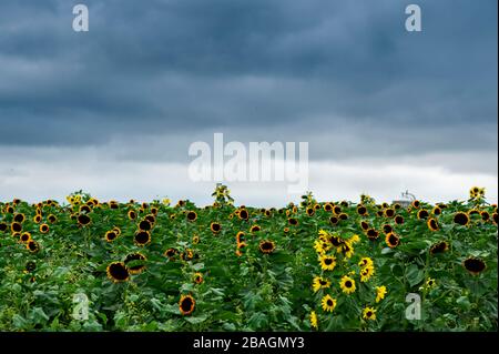 Campo di girasole grazioso contro il cielo nuvoloso scuro Foto Stock