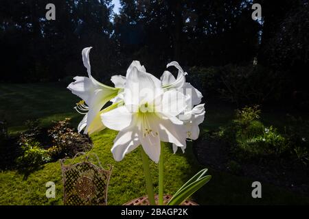 Grande amaryllis bianco (Hippeastrum) in fiore, vista ravvicinata, fotografato all'esterno in un giardino in una soleggiata giornata primaverile Foto Stock