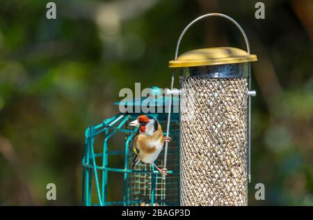 Carduelis Carduelis, il gallo europeo, che si nutra su un alimentatore di uccelli con cuori di girasole in un giardino in Surrey, Inghilterra sud-orientale in primavera (residente) Foto Stock