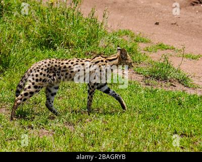 Il serval (Leptailurus serval) proprio prima di attraversare la strada attraverso la savana del Serengeti Nationalpark Foto Stock