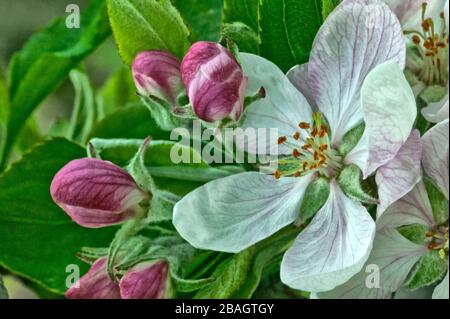 Primo piano dei fiori di mela 'malus domestica', California. Foto Stock