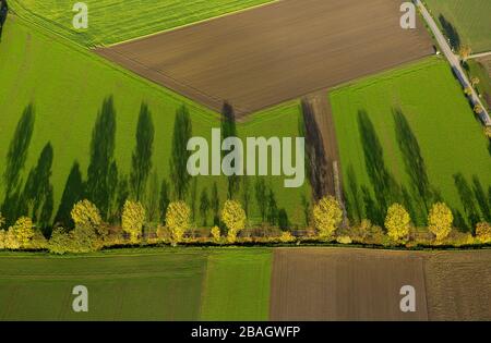 , alberi in un torrente con lunghe ombre e campi autunnali, 26.10.2013, vista aerea, Germania, Nord Reno-Westfalia, Werl Foto Stock