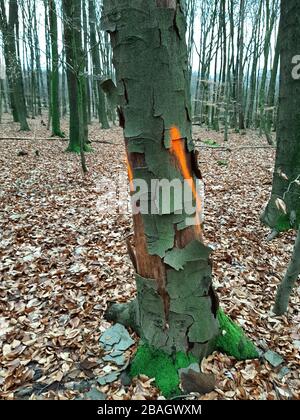 Faggio comune (Fagus sylvatica), tronco danneggiato e marcato nella foresta; in piedi con corteccia scheggiata, Germania Foto Stock