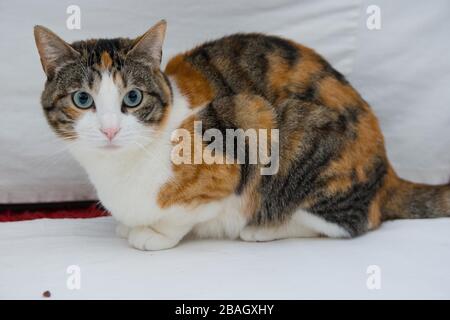 gatto comune europeo in camera con sfondo bianco Foto Stock