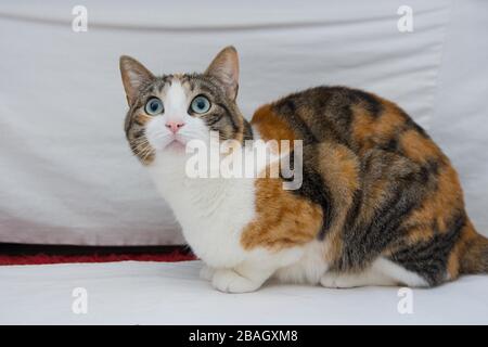 gatto comune europeo in camera con sfondo bianco Foto Stock