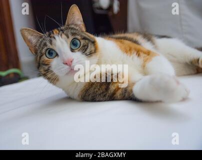 gatto comune europeo in camera con sfondo bianco Foto Stock