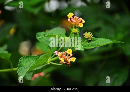 Lantana cantana foglie e fiori in Rwanda, Africa Orientale Foto Stock