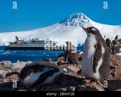 Pinguini Gentoo, Pigoscelis papua, a Jougla Point vicino a Port Lockroy, Antartide Foto Stock