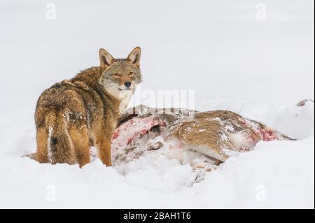 Coyote (Canis latrans) alimentazione su carcassa di cervo con coda bianca, MN, USA, di Dominique Braud/Dembinsky Photo Assoc Foto Stock