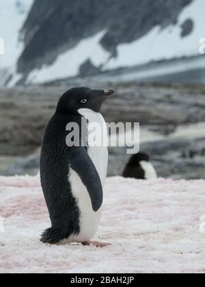 Pinguini di Adelie sulle alghe della neve dopo una forte fusione dovuta al cambiamento climatico sull'isola di Peterman, in Antartide Foto Stock