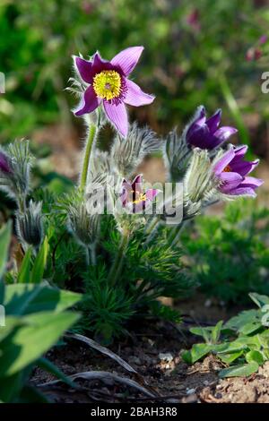 Nahaufnahme von blühenden Pulsatille vulgaris, der europäischen oder gewöhnlichen Küchenschelle, Weilerswist, Nordrhein-Westfalen, Deutschland Foto Stock