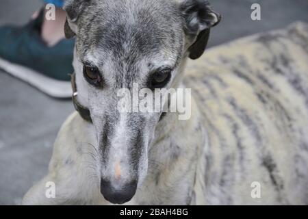 ritratto di un cane levriero Foto Stock