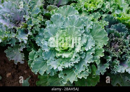 Cespuglio decorative cavolfiore vista dall'alto. Cavolo ornamentale per decorare aiuole nel giardino. Foto Stock