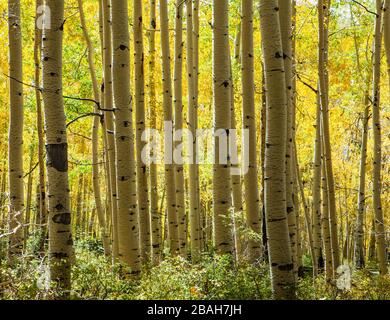 Aspen alberi in autunno colori, la SAL montagne, Utah, Stati Uniti. Foto Stock