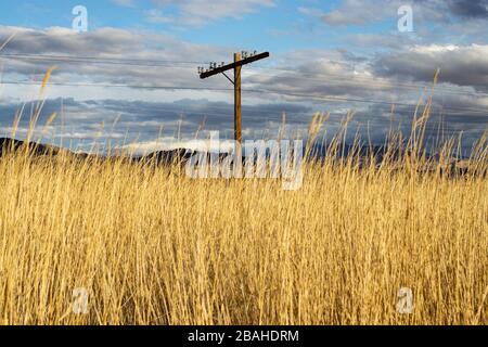 palo del telefono in un campo Foto Stock