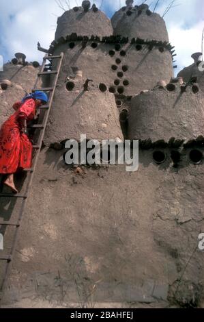 Ragazza che raccoglie uova di piccione da un loft, Oasi di Fayoum, Egitto Foto Stock