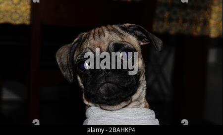 Il mio volto di cane Foto Stock