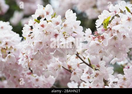 Ciliegi in fiore e muschio su un albero a Eugene, Oregon, Stati Uniti. Foto Stock