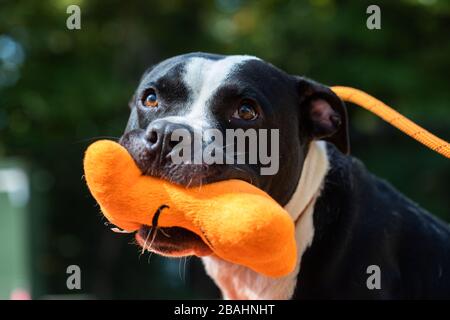 Cane bianco e nero con un giocattolo arancione in bocca Foto Stock