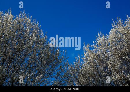 Alberi Dogwood fioriti Foto Stock