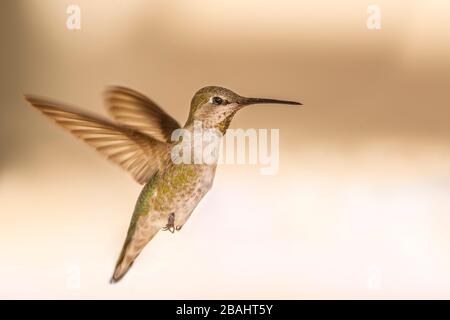 Anna's Hummingbird in volo Foto Stock