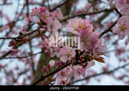 Plymouth, Regno Unito. 20th marzo 2020. Immagini di stock di un albero in fiore per rappresentare il primo giorno di primavera. Foto Stock