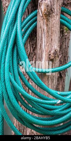 Tubo flessibile in nylon verde arrotolato avvolto intorno al ramo di un'immagine ad albero in formato verticale Foto Stock