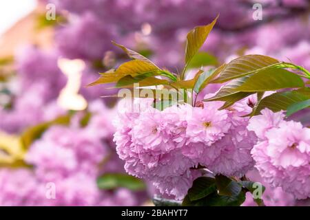 rosa fiore di ciliegio vicino sul ramo. beaty della stagione giapponese sakura. meraviglioso sfondo natura Foto Stock