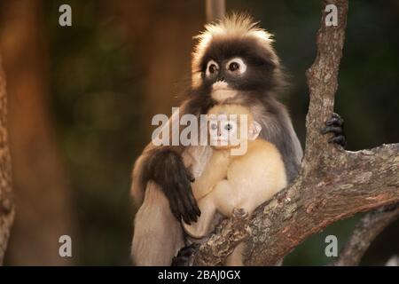 Madre e figlio di Dusky Leaf Monkey o Dusky Langur o Spectaacled langur ( Presbytis obscura reid ) seduta su albero di riposo. Foto Stock