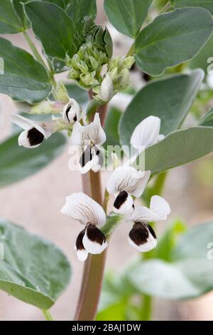 Pianta di fagiolo largo 'capolavoro di fagiolo largo longpod verde' in fiore Foto Stock