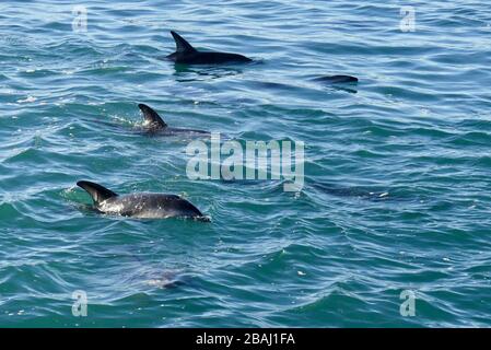 Piccolo baccello di Delfini Dusky (Lagenorhynchus obscurus) che si affaccia al largo della costa di Kaikoura Foto Stock