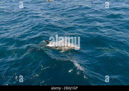 Single Delphinus delphis (Delphinus delphis) che si affaccia nella Baia delle Isole, Nuova Zelanda Foto Stock