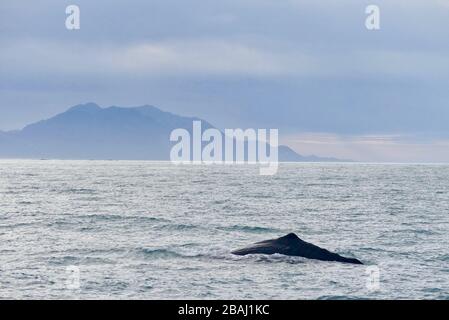 La balena dello sperma (Physeter macrocephalus) che si tuffa al largo della costa di Kaikoura con le montagne sullo sfondo Foto Stock