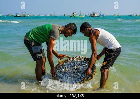 Talaimannar, Sri Lanka - febbraio 2020: Pescatori che lavano il pesce sulla spiaggia il 26 febbraio 2020 a Talaimannar, Sri Lanka. Foto Stock