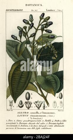 Vero albero cannella o albero cannella Ceylon, Cinnamomum verum Laurus cinnamomum, alloro cannella, o Cinnamomo. Incisione a forma di copperplate a mano dal Dizionario delle Scienze naturali di Antoine Laurent de Jussieu, Firenze, Italia, 1837. Illustrazione incisa da Giarre, disegnata e diretta da Pierre Jean-Francois Turpin, e pubblicata da Batelli e figli. Turpin (1775-1840) è considerato uno dei più grandi illustratori botanici francesi del 19 ° secolo. Foto Stock