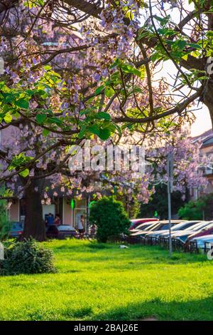 Uzhhorod, ucraina - 01 MAGGIO 2018: Albero tomentosa paulownia in fiore vicino, situato in Piazza Koriatovycha. Rami meravigliosi con fiori in frn Foto Stock