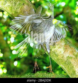 NZ robin creativo Foto Stock